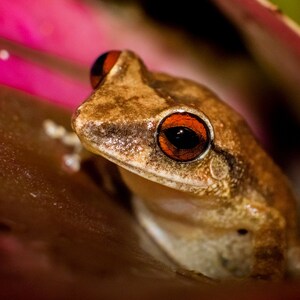 Coqui Churi photo print