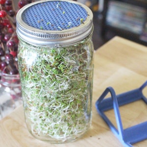 Op de afbeelding: Een glazen pot gevuld met ontkiemende zaden, afgedekt met een blauw gaasdeksel. De pot staat op een houten oppervlak, vergezeld van een blauwe metalen standaard en een vaas met rode bessen op de achtergrond.