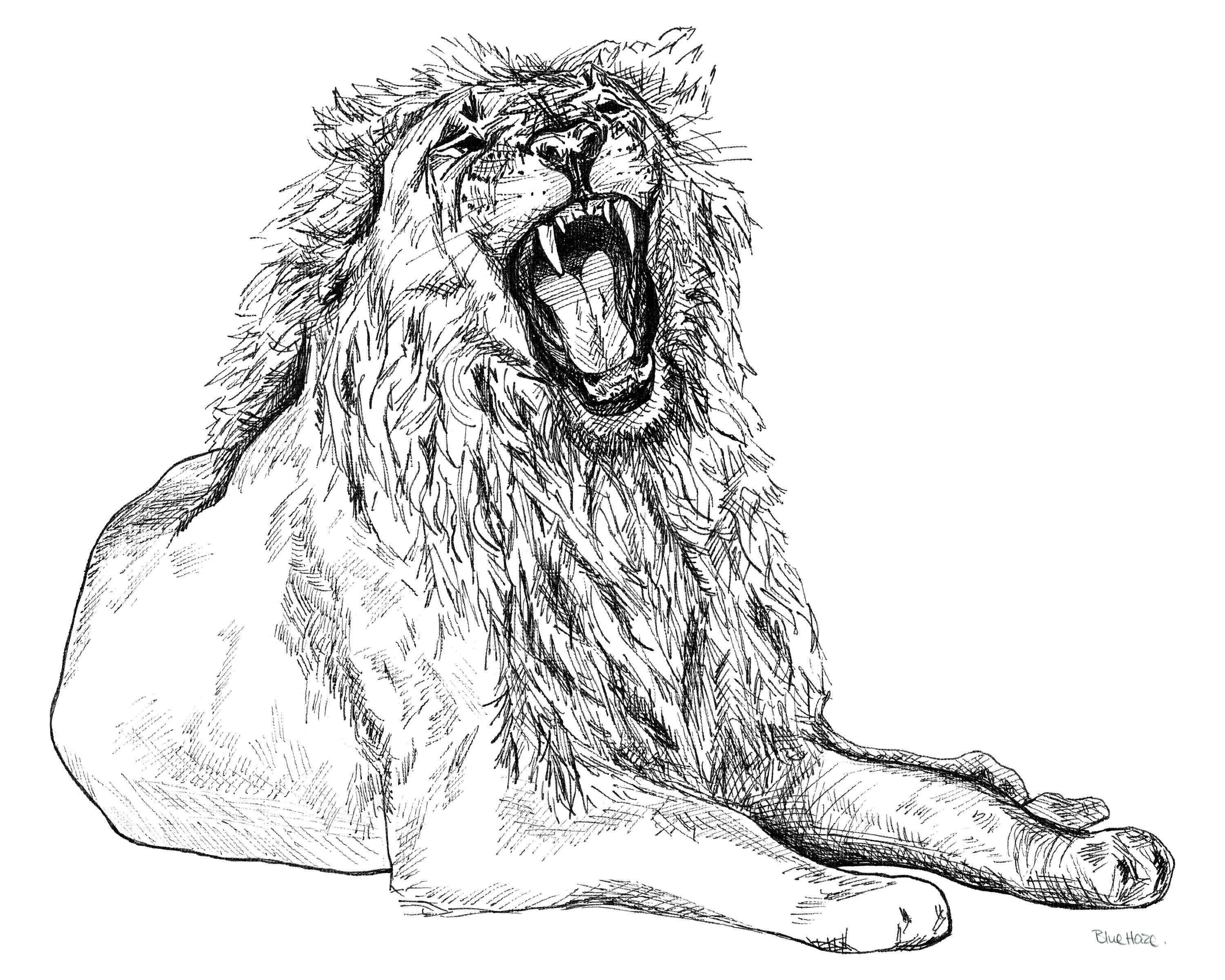 How To Draw A Lion Roaring