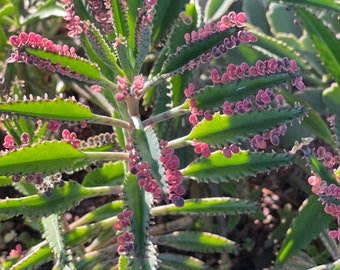 Pink Alligator Plantlets