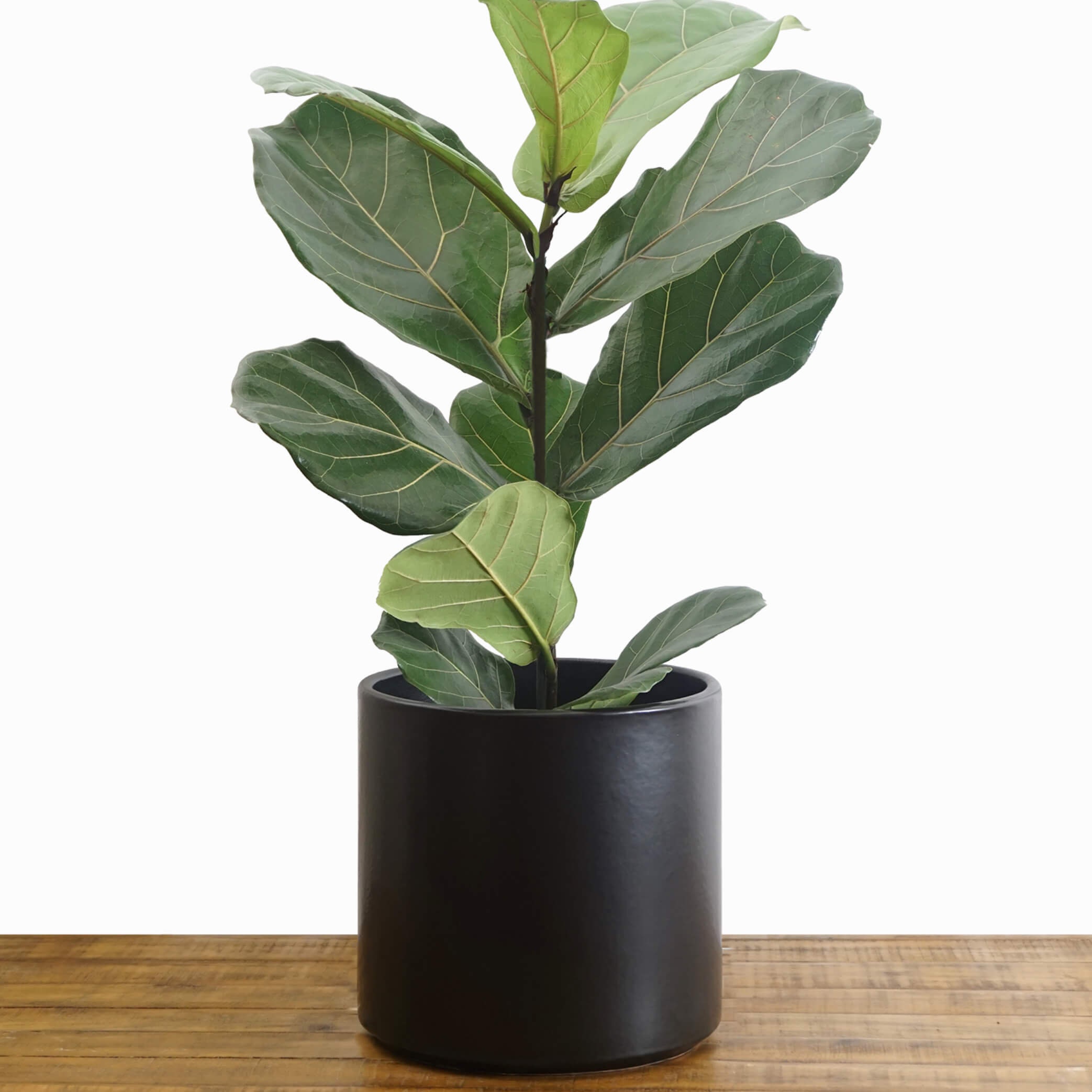 Black Planter  Large Indoor  Plant  Pot  Flower  Pot  Modern Etsy