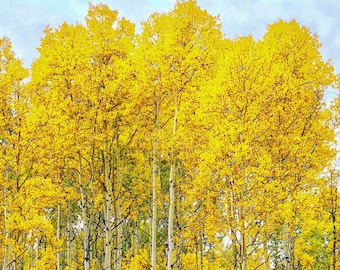 golden aspen trees in Colorado forest wall art, nature photography