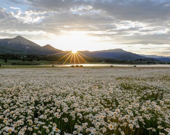 Field of daisies at sunrise at Steamboat Lake State Park in Colorado features a sunburst as the sun begins to rise over the mountain