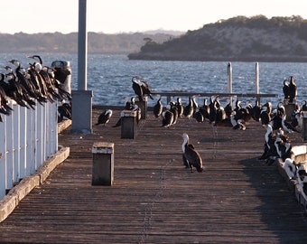 Birds on a Pier, Art Print, Photo Print, Nature Wall Decor ("Chit Chat")