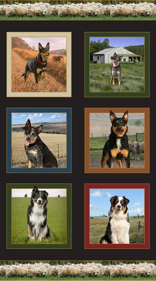 Pannello in tessuto di cotone trapuntato Merino Muster Farm Dogs Sheep Dogs