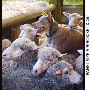 Puede incluir: Un perro pastor australiano marrón y blanco con un collar azul está acostado encima de un grupo de ovejas. Las ovejas son todas blancas con lana gris. El perro está mirando a la cámara con la lengua fuera. La imagen está tomada desde un ángulo ligeramente elevado. "PANEL SIZE APPROX 36" X 44"