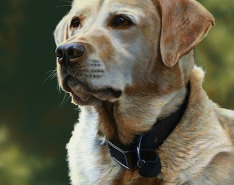 Labrador Dog ML34873C1 Cotton Quilting Fabric Panel