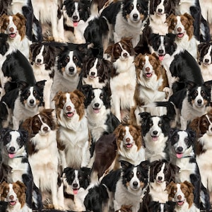 Pode incluir: Uma colagem de muitos cães border collie pretos e brancos com marcas marrons. Todos os cães estão olhando para a câmera e têm a língua de fora.