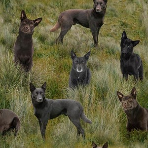 Tessuto per trapuntatura in cotone Merino Muster II Dogs Brown Black Kelpie Grass Background 3094N1 1/2 YARD