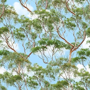 May include: A seamless pattern featuring a repeating design of green tree branches against a blue sky with white clouds.
