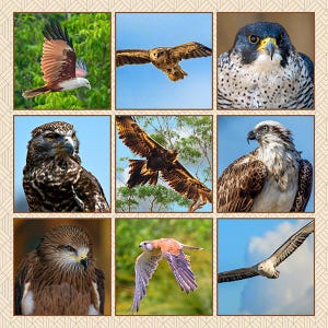 May include: A collage of nine different bird images. The birds are all in various poses and settings. Some of the birds are in flight, while others are perched on branches or rocks. The birds are all different colours and sizes.