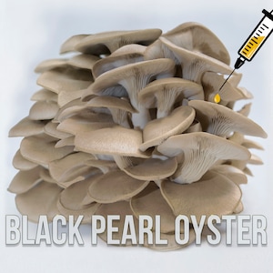 Black Pearl King Oyster Mushroom Liquid Culture