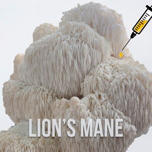 Lion&#39;s Mane Mushroom Liquid Culture