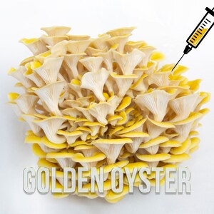 Golden Oyster Mushroom Liquid Culture