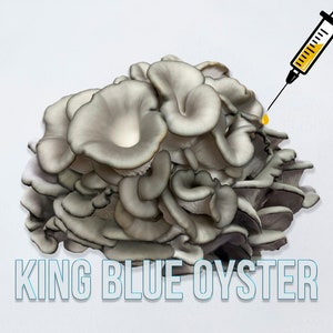 King Blue Oyster Mushroom Liquid Culture