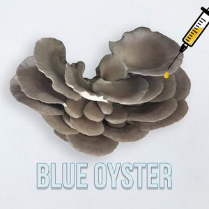 Blue Oyster Mushroom Liquid Culture