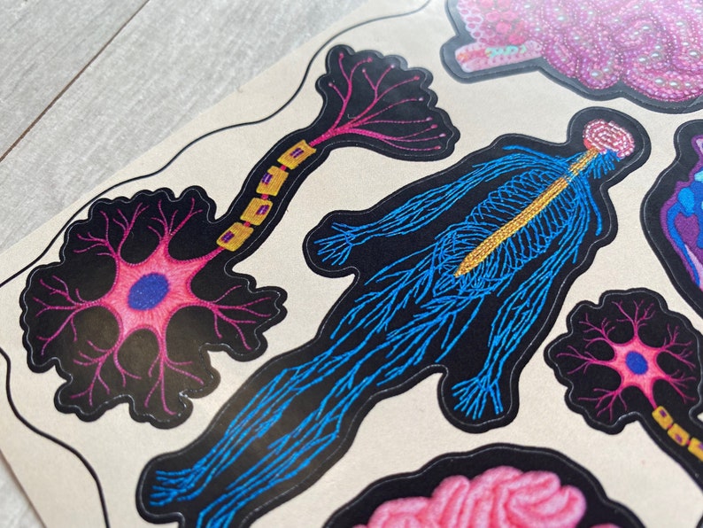 Puede incluir: Un conjunto de parches bordados de colores para planchar que representan el sistema nervioso humano, incluyendo una figura humana con un sistema nervioso azul, un cerebro y m&uacute;ltiples neuronas.
