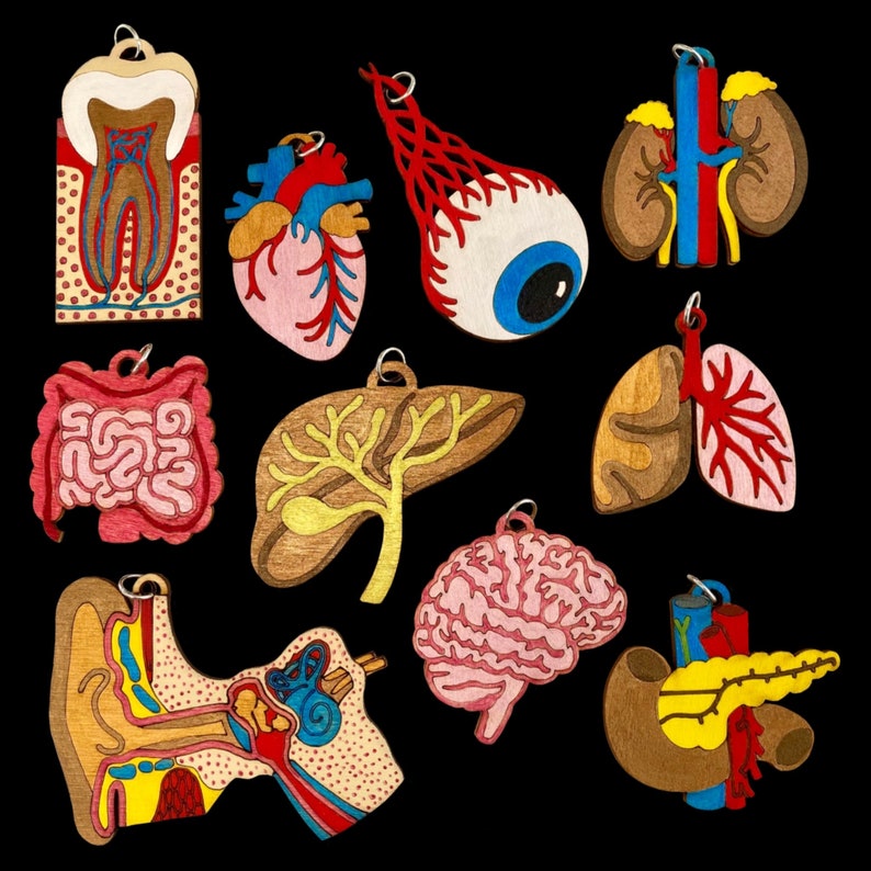 May include: A collection of wooden anatomical models, including a tooth, heart, eye, kidneys, intestines, liver, lungs, brain, ear, and pancreas. Each model is intricately detailed with painted colors and a metal loop for hanging, set against a black background.