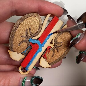 May include: A wooden kidney-shaped pendant with a detailed anatomical design. The pendant features a gold-toned outer layer, with red, blue, and gold internal details. A small silver ring is attached for hanging. The pendant is being painted with a brush.