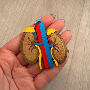 May include: A wooden kidney-shaped ornament with a detailed anatomical design. The kidney is primarily brown with yellow, red, and blue accents, depicting the renal arteries and veins. A small metal ring is attached at the top.