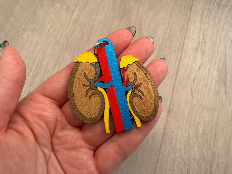 May include: A wooden kidney-shaped ornament with a detailed anatomical design. The kidney is primarily brown with yellow, red, and blue accents, depicting the renal arteries and veins. A small metal ring is attached at the top.