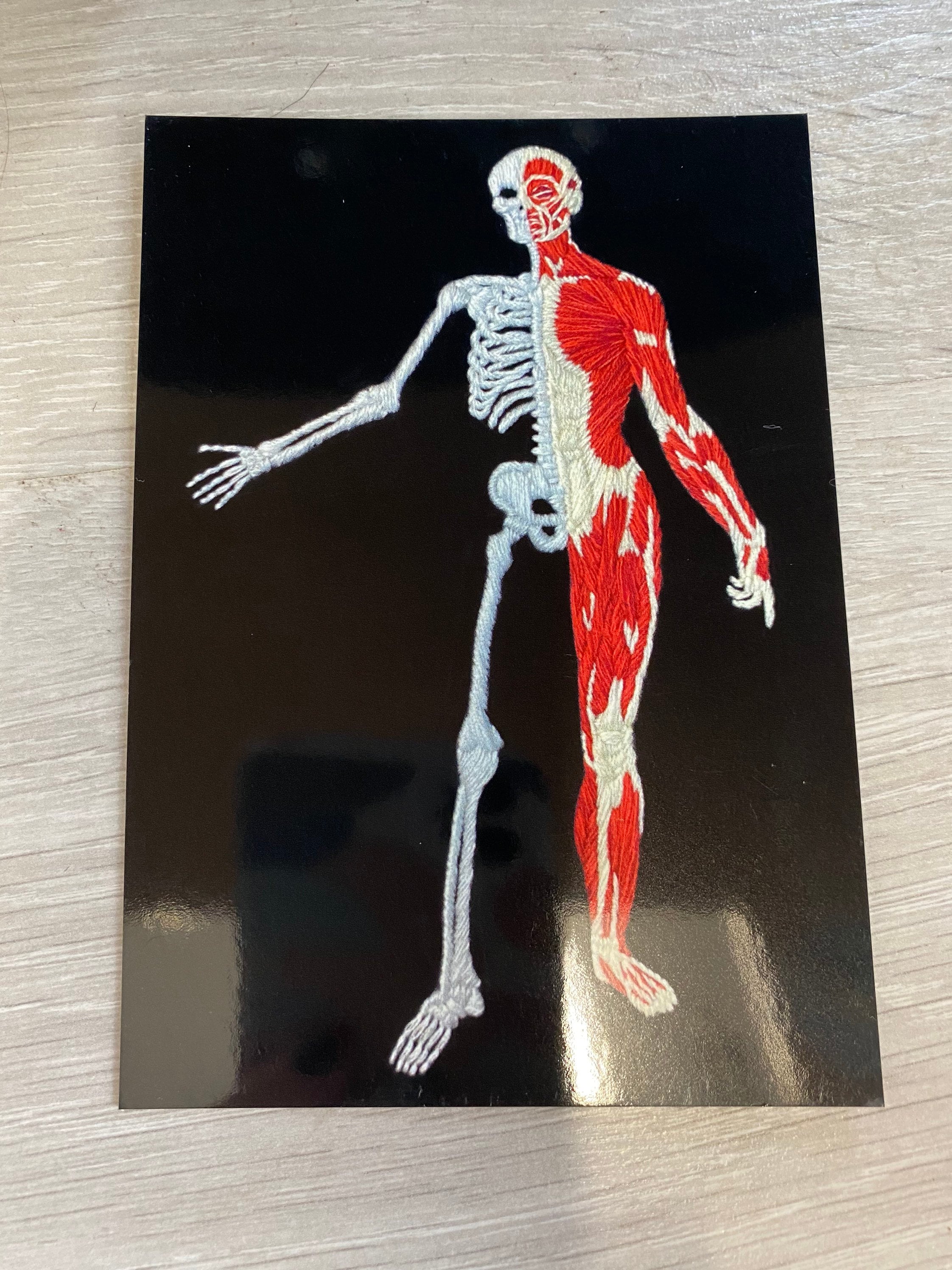 Half Skeleton Half Muscle Anatomical Figure Embroidery A6 Etsy