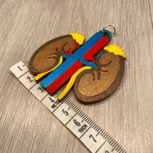 May include: A wooden kidney keychain with brown, blue, red, and yellow details. The keychain is approximately 3 inches long and is next to a measuring tape. The keychain has a silver ring.