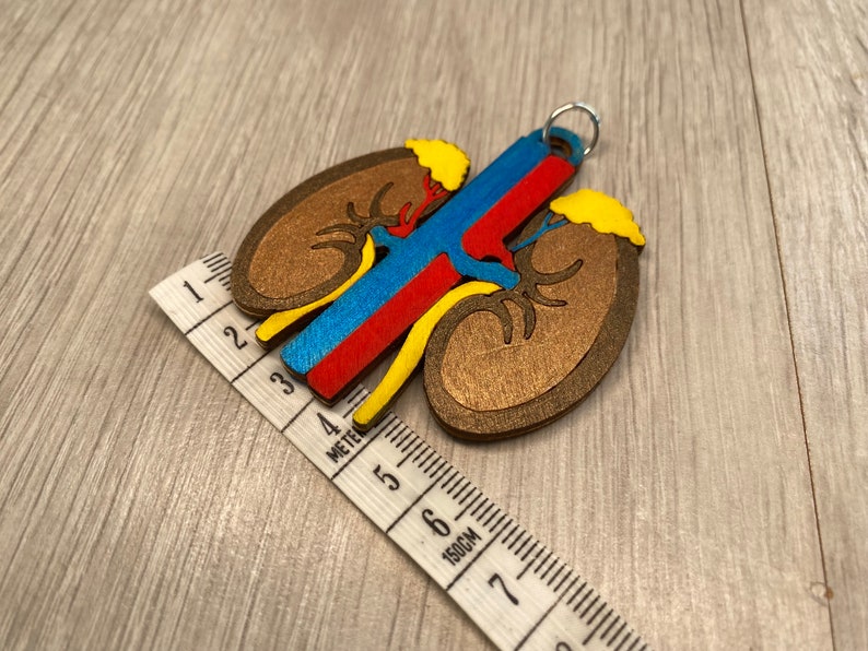 May include: A wooden kidney keychain with brown, blue, red, and yellow details. The keychain is approximately 3 inches long and is next to a measuring tape. The keychain has a silver ring.