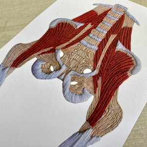 Becken Muskuloskeletal Anatomische Embroidery A5 Print