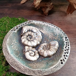 Op de afbeelding: Een keramische kom met een getextureerde rand en een teal en grijs interieur. De kom bevat drie gefossiliseerde ammonietschelpen. De achtergrond omvat groen mos en een houten oppervlak.