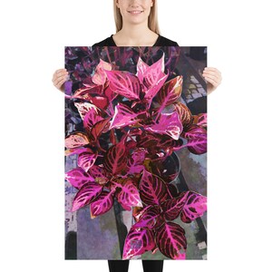 Op de afbeelding: Een close-up van een roze en groene plant met grote, gepatroneerde bladeren. De bladeren hebben een dieproze kleur met groene nerven en randen.