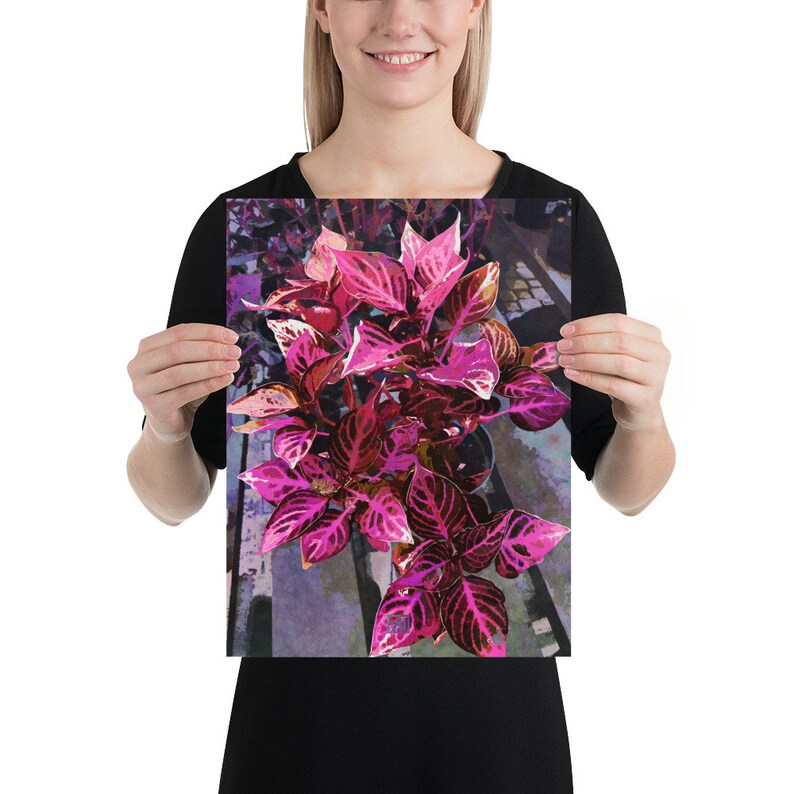 Op de afbeelding: Een levendige roze en groene plant met grote, getextureerde bladeren. De plant staat in een pot en is omgeven door een wazige achtergrond.
