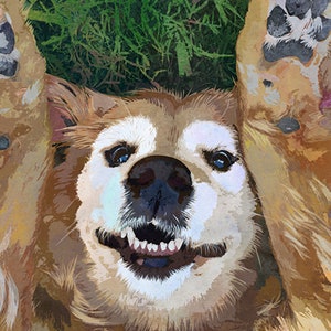 May include: A close-up of a golden retriever dog lying on its back with its paws in the air. The dog has a white muzzle and a happy expression on its face.