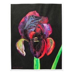 May include: A vibrant red and purple iris flower with dark veins and a black background. The flower is drawn in detail with a green stem.