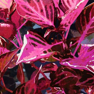 Op de afbeelding: Een close-up van een levendige roze en rode plant met grote, getextureerde bladeren. De bladeren hebben een gestreept patroon en zijn gerangschikt in een gelaagd, overlappend patroon.