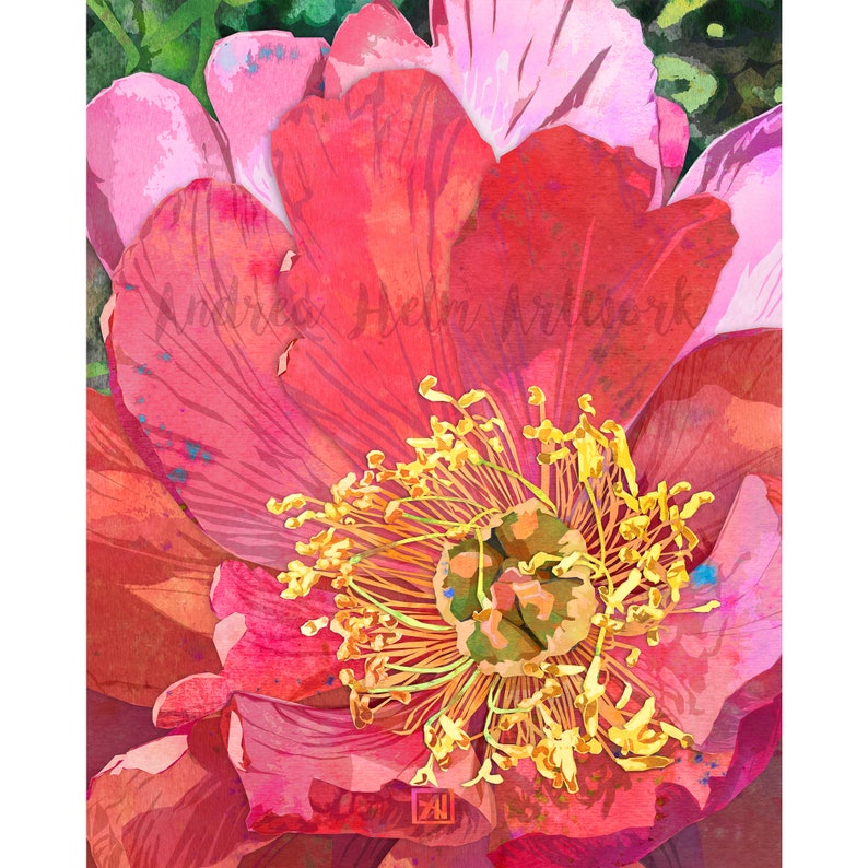 Peut inclure: Gros plan sur une fleur rose et rouge vibrante avec un centre jaune. La fleur a une texture aquarelle et est en pleine floraison.