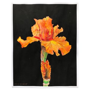 Modern Iris Portrait 10 - 11x14 Orange Bearded Iris Watercolor Painting | Original Floral Watercolor | Iris Flower Portrait Black Background