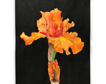 Orange Bearded Iris Watercolor Painting 10 : Original Floral Portrait, 11x14