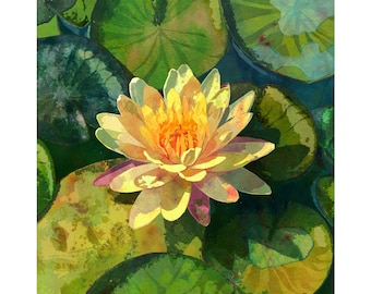 May include: A yellow water lily with a yellow center blooms in a pond surrounded by green lily pads.