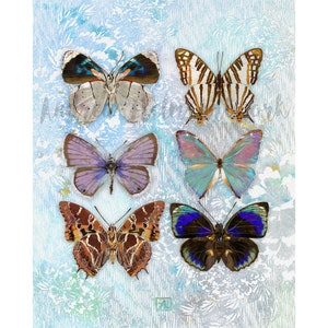 Boho Butterflies Botanical Art Print - Pale Blue
