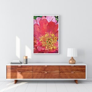 Peut inclure: Un gros plan sur une pivoine rouge et rose avec un centre jaune. La fleur est nette et l'arri&egrave;re-plan est flou.