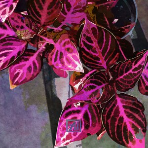 Op de afbeelding: Een close-up van een levendige roze en zwarte plant met ingewikkelde patronen op de bladeren. De bladeren zijn in lagen gerangschikt, waardoor een gevoel van diepte en textuur ontstaat.
