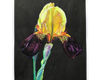 Original Iris Watercolor Painting 5: Yellow & Purple Floral Portrait, 11x14