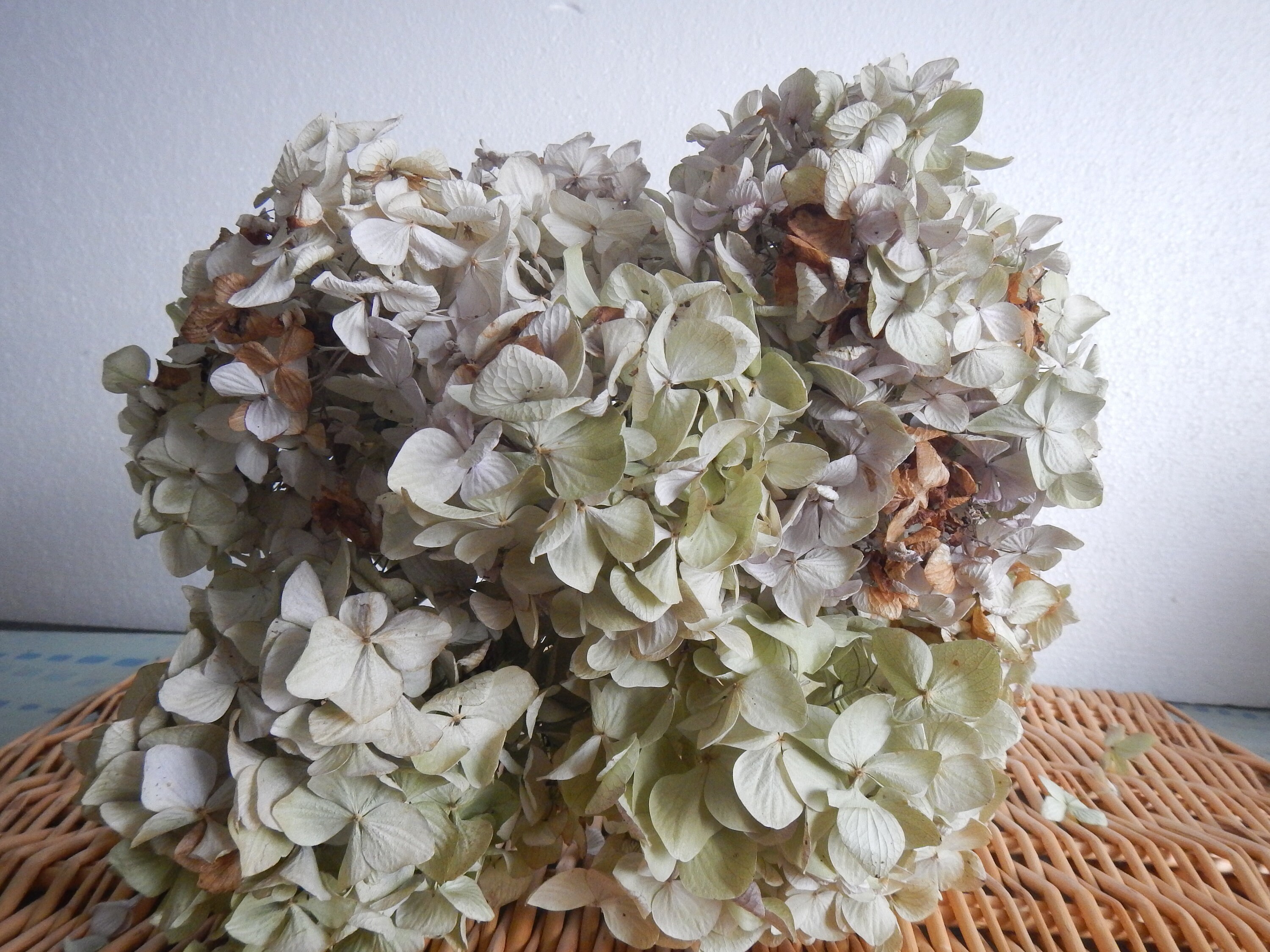7 Dried Hydrangea flowers Wedding bouquet Dried flower Etsy