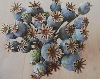 60 dried poppy buds  somniferum 60 stalks of natural color and size