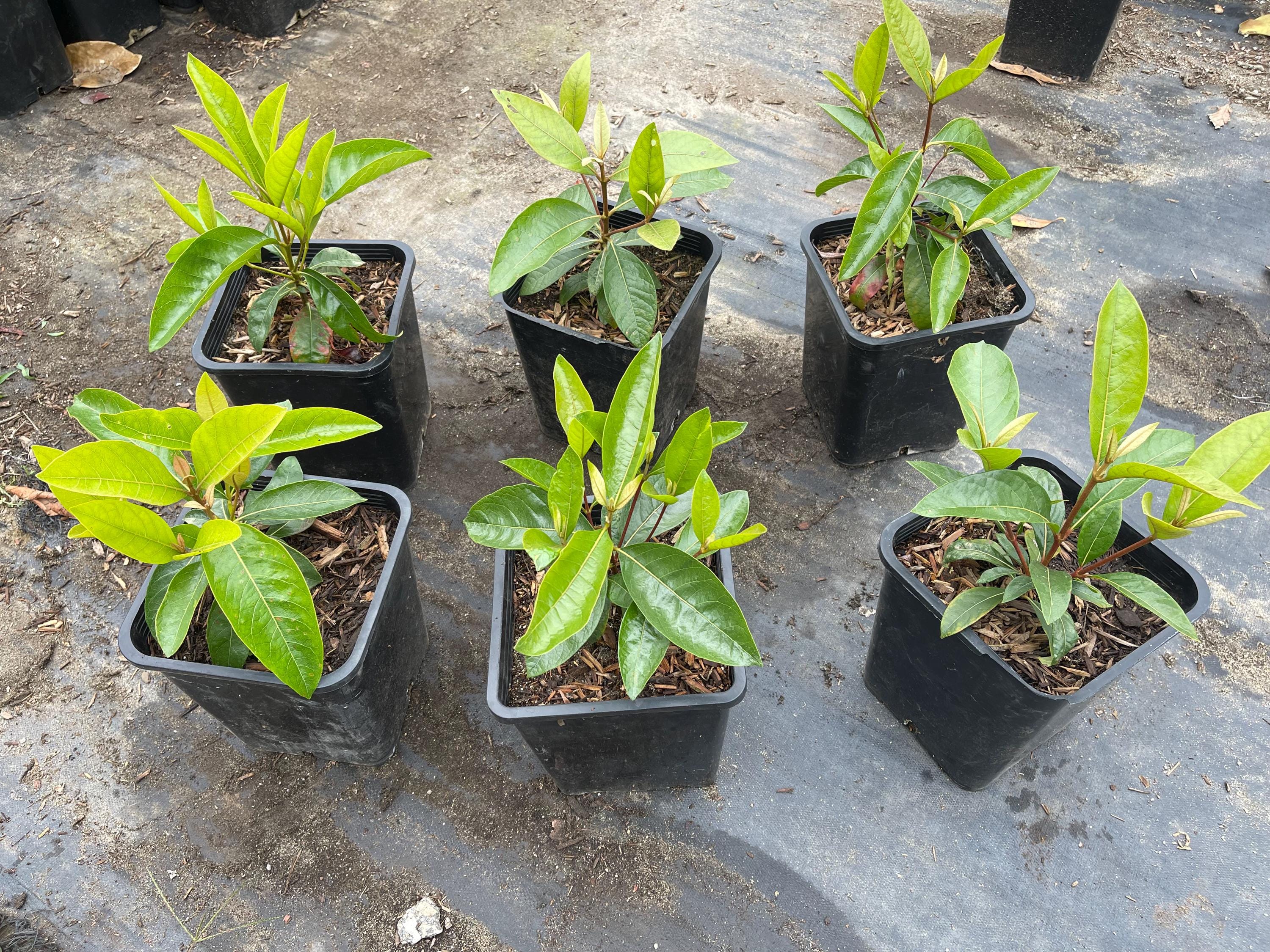 Nance Fruit Tree 2gal - Etsy
