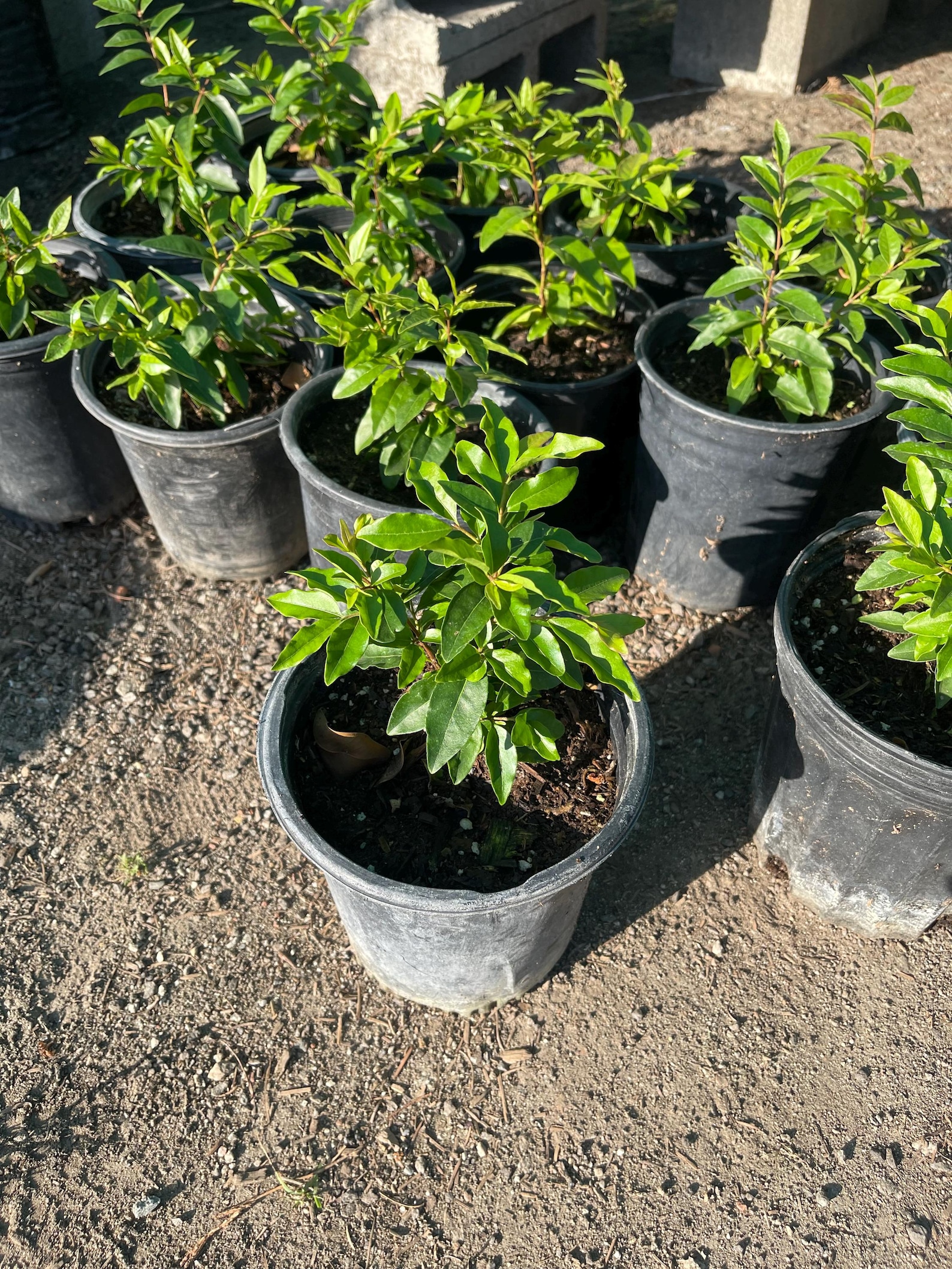 1gal Guayabillo / Arrayan Fruit Plant - Etsy