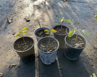 1Gal Soursop / Guanabana Plant Seedling