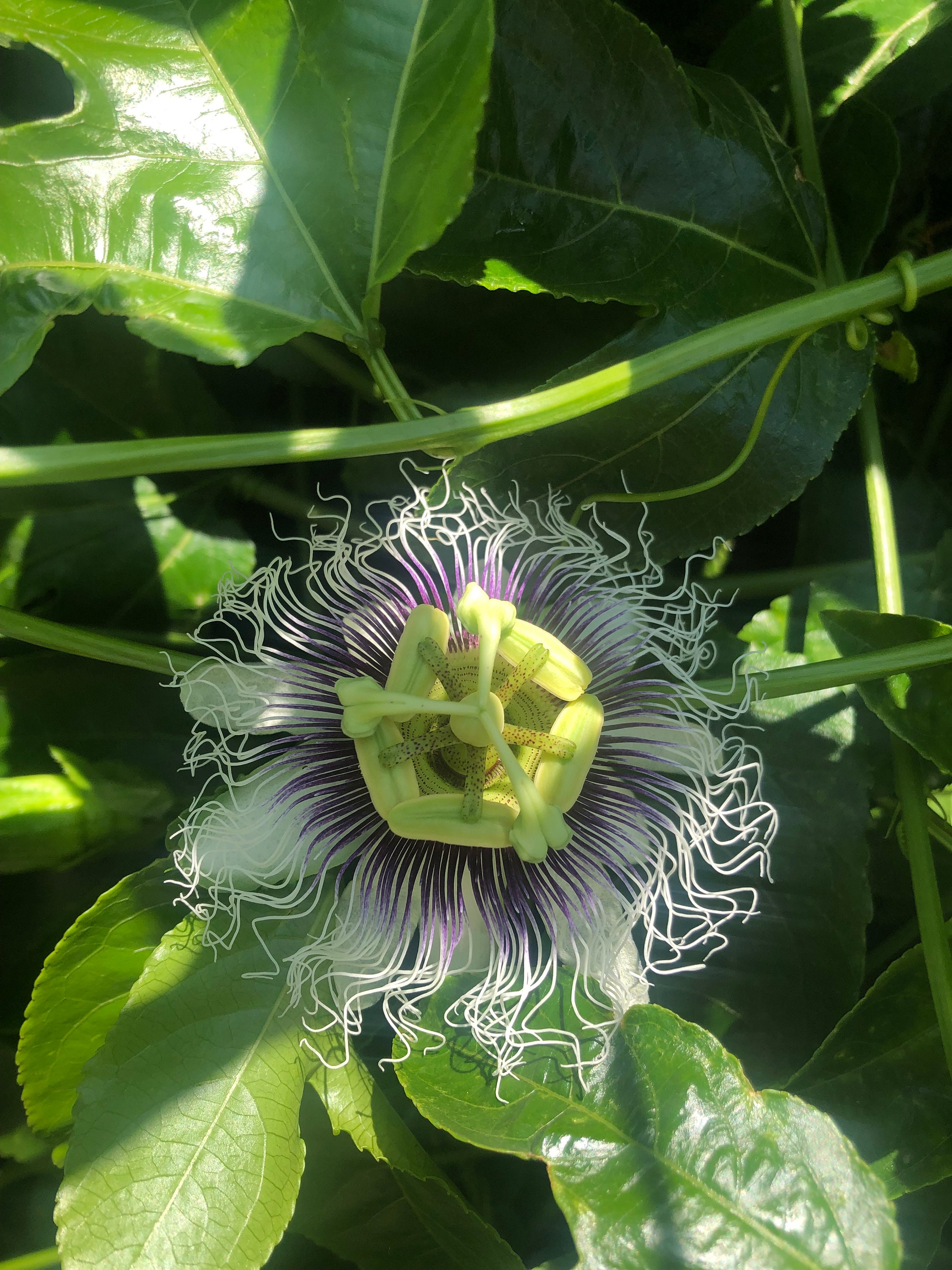 1gal Passion Fruit Frederick Passiflora/ Maracuya - Etsy