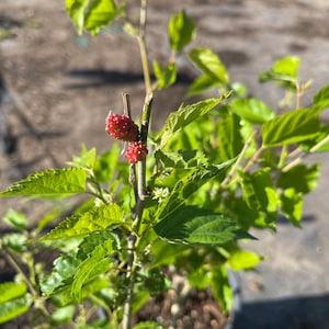 Dwarf Everbearing Black Mulberry Fruiting Tree
